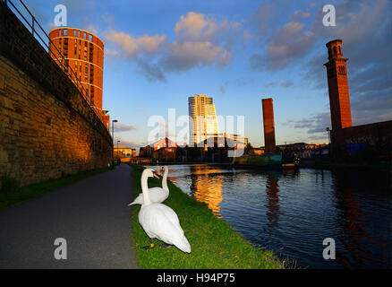 white swans by the leeds/liverpool canal with bridgewater place and candle house on the skyline at sunset leeds uk Stock Photo