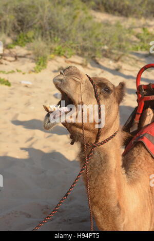 Camel yawning while waiting for its next customer, Australia Stock Photo