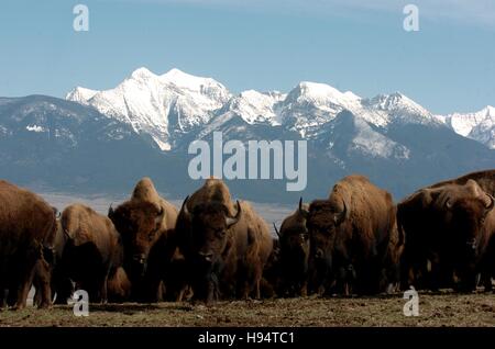 A herd of American bison graze in front of snow-capped mountains at the National Bison Range March 15, 2007 in Charlo, Montana. Stock Photo