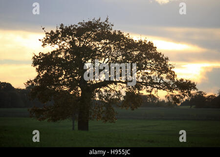 Chessington Surrey, UK. 18th Nov, 2016. A lone oak tree in silhouette against the setting sun at Chessington Surrey. Credit:  Julia Gavin UK/Alamy Live News Stock Photo