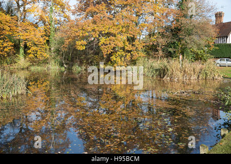 Four Elms, Kent, UK. 19th Nov, 2016. UK, Weather, Reflections in the pond before the storm Angus predicted tomorrow Credit:  Keith Larby/Alamy Live News Stock Photo