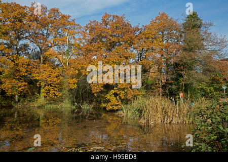 Four Elms, Kent, UK. 19th Nov, 2016. UK, Weather, Reflections in the pond before the storm Angus predicted tomorrow Credit:  Keith Larby/Alamy Live News Stock Photo