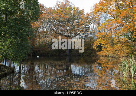 Four Elms, Kent, UK. 19th Nov, 2016. UK, Weather, Reflections in the pond before the storm Angus predicted tomorrow Credit:  Keith Larby/Alamy Live News Stock Photo