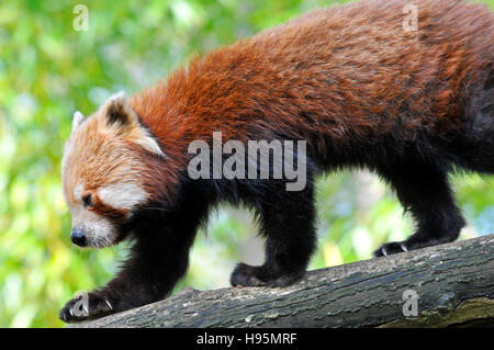 Closeup of profile red panda (Ailurus fulgens) walking on trunk tree Stock Photo