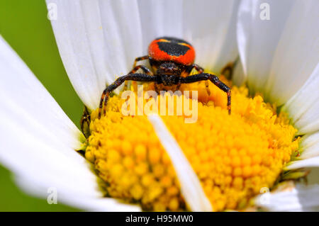 Macro of front black and red crab spider on the yellow heart of a daisy flower Stock Photo