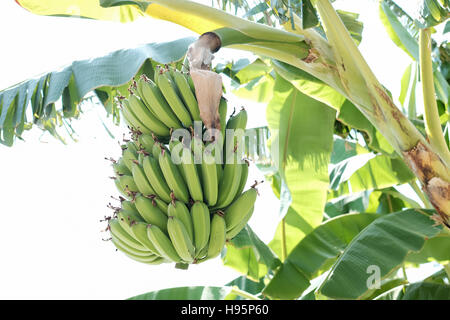 Bananas  hang on tree Stock Photo