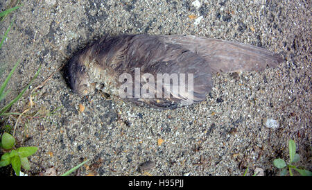 dead bird on ground grey background Stock Photo