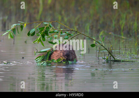 Eurasian beaver / European beaver (Castor fiber) in pond nibbling on willow leaves Stock Photo