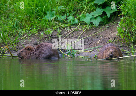 Two Eurasian beavers / European beaver (Castor fiber) nibbling on plant stems in pond Stock Photo