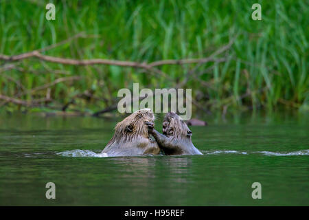 Two Eurasian beavers / European beaver (Castor fiber) fighting in pond Stock Photo