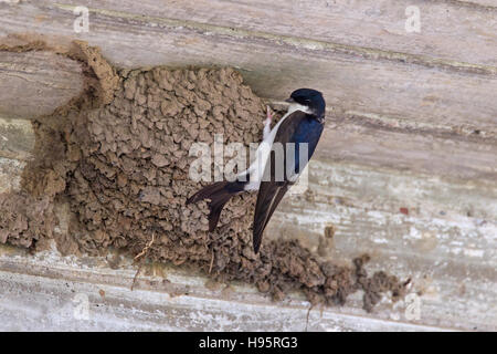 Common house martin / northern house martin (Delichon urbicum) constructing mud nest in building Stock Photo