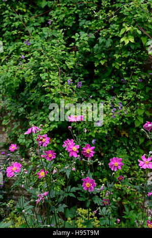 anemone hupehensis var japonica splendens purple flower flowers flowering windflower autumn late summer display RM Floral Stock Photo