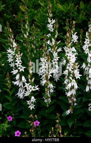 campanula latifolia macranthum alba Large Flowered Bellflower white flower flowers flowering spikes spike spire spires RM Floral Stock Photo