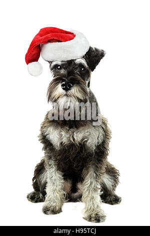 A six month old salt and pepper minature schnauzer isolated against a white background wearing a Christmas hat. Stock Photo