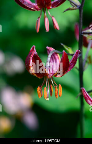 Lilium Martagon Claude Shride lily lillies red maroon flower flowers perennial summer shade shady turks cap RM Floral Stock Photo