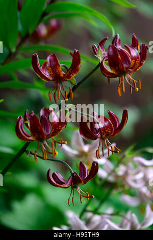 Lilium Martagon Claude Shride lily lillies red maroon flower flowers perennial summer shade shady turks cap RM Floral Stock Photo