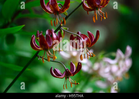 Lilium Martagon Claude Shride lily lillies red maroon flower flowers perennial summer shade shady turks cap RM Floral Stock Photo