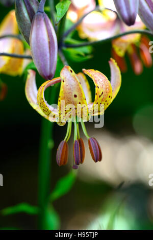 Lilium Martagon Guinea Gold lily lillies yellow flower flowers perennial summer shade shady turks cap RM Floral Stock Photo