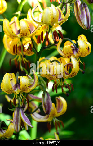 Lilium Martagon Guinea Gold lily lillies yellow flower flowers perennial summer shade shady turks cap RM Floral Stock Photo