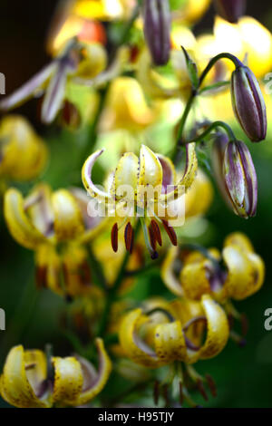 Lilium Martagon Guinea Gold lily lillies yellow flower flowers perennial summer shade shady turks cap RM Floral Stock Photo