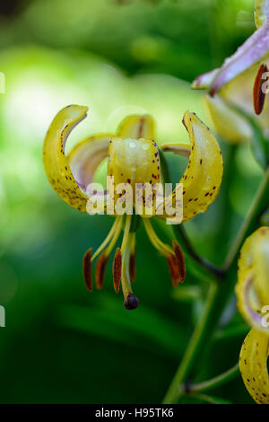 Lilium Martagon Guinea Gold lily lillies yellow flower flowers perennial summer shade shady turks cap RM Floral Stock Photo