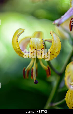 Lilium Martagon Guinea Gold lily lillies yellow flower flowers perennial summer shade shady turks cap RM Floral Stock Photo