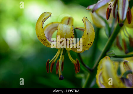 Lilium Martagon Guinea Gold lily lillies yellow flower flowers perennial summer shade shady turks cap RM Floral Stock Photo