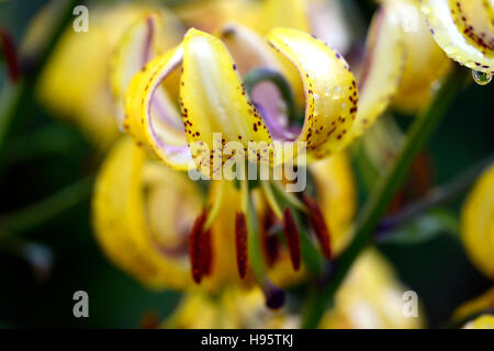 Lilium Martagon Guinea Gold lily lillies yellow flower flowers perennial summer shade shady turks cap RM Floral Stock Photo