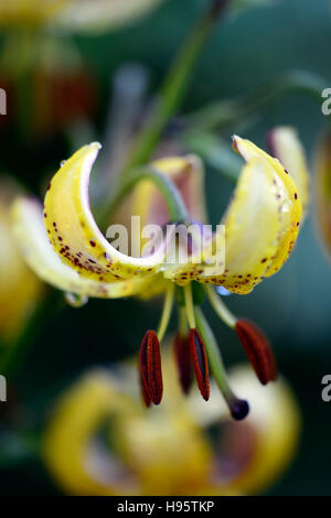 Lilium Martagon Guinea Gold lily lillies yellow flower flowers perennial summer shade shady turks cap RM Floral Stock Photo