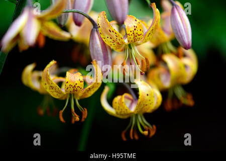 Lilium Martagon Guinea Gold lily lillies yellow flower flowers perennial summer shade shady turks cap RM Floral Stock Photo