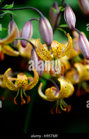 Lilium Martagon Guinea Gold lily lillies yellow flower flowers perennial summer shade shady turks cap RM Floral Stock Photo