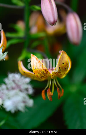 Lilium Martagon Guinea Gold lily lillies yellow flower flowers perennial summer shade shady turks cap RM Floral Stock Photo