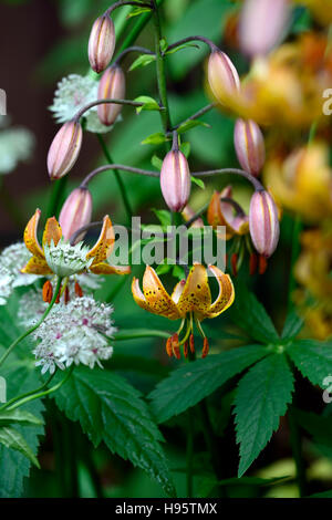 Lilium Martagon Guinea Gold lily lillies yellow flower flowers perennial summer shade shady turks cap RM Floral Stock Photo