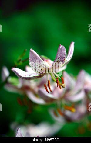 Lilium Martagon pink Morning lily lillies pink spotted speckled flower flowers perennial summer shade shady turks cap RM Floral Stock Photo