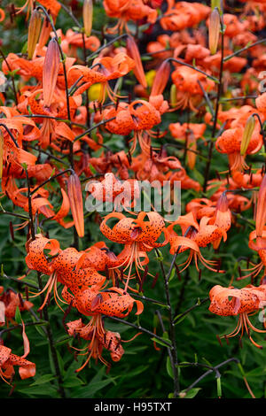 lilium lancifolium tigrinum splendens orange speckled markings closeup flowers plant portraits flowering bulbs tiger lily lilies Stock Photo