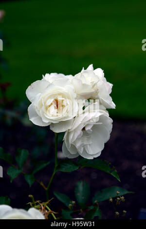 rosa english miss rose flower white pink floribunda flowering flowers fragrant scented RM Floral Stock Photo