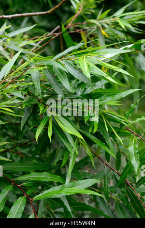 salix sachalinensis sekka japanese fantail willow willows green leaves foliage RM Floral Stock Photo