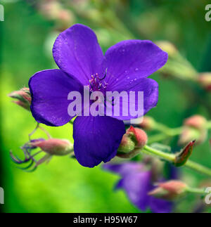 Tibouchina semidecandra blue azure flower flowers flowering urvilleana princess flower glory bush lasiandra RM Floral Stock Photo