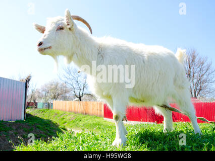 Young domestic white goat in front of rural area Stock Photo