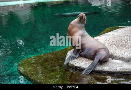 Fur seal sitting by the pool Stock Photo