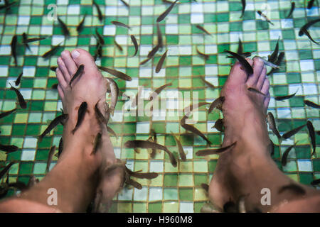 Garra rufa, also called doctor fish eating skin on legs Stock Photo