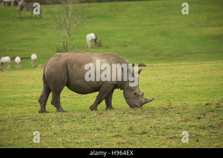 Rhinoceros grazing in a paddock at Marwell zoo in Hampshire England. Stock Photo