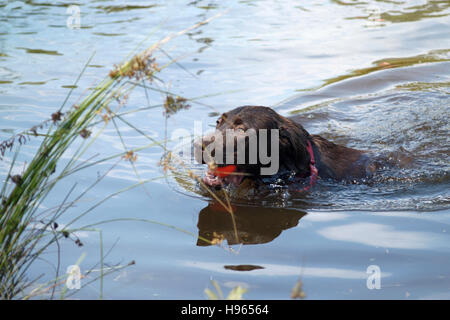 Chocolate Labrador Retriever puppy swimming Stock Photo