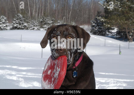 Chocolate Labrador Retriever holding a frisbee in snow field Stock Photo