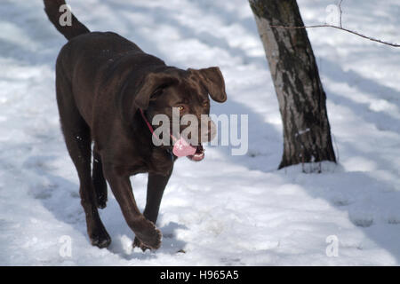 Chocolate Labrador Retriever running in snow Stock Photo