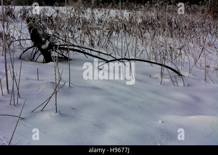 The first snow fell that cleared grader Stock Photo