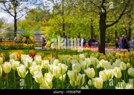 Crown imperial yellow flower in a bed of tulips Stock Photo