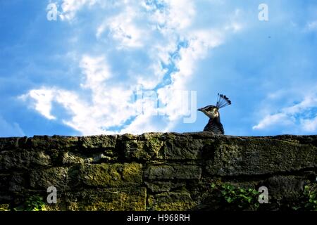 Head of a peacock looks above old stone wall, with blue sky Stock Photo