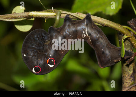 Hawk Moth Caterpillar, Chorla Ghat, Maharashtra, India Stock Photo