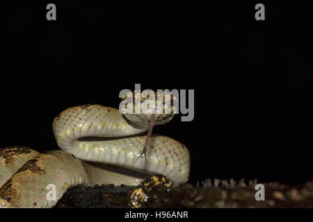 View Of Snakes Pit Stock Photo - Alamy